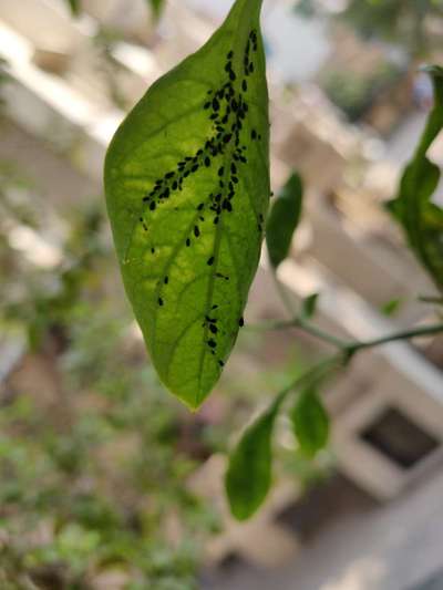 Aphids - Capsicum & Chilli