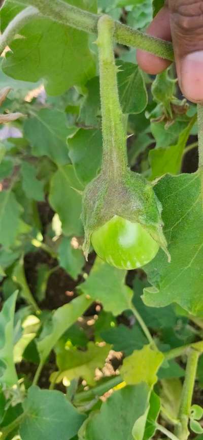 Broad Mite - Brinjal