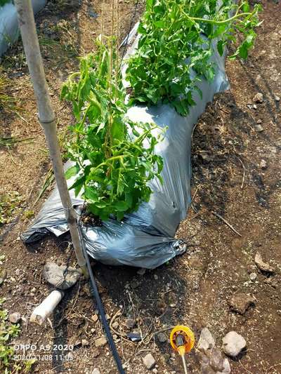 Herbicide Growth Damage - Tomato