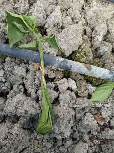 Foot and Collar Rot - Capsicum & Chilli