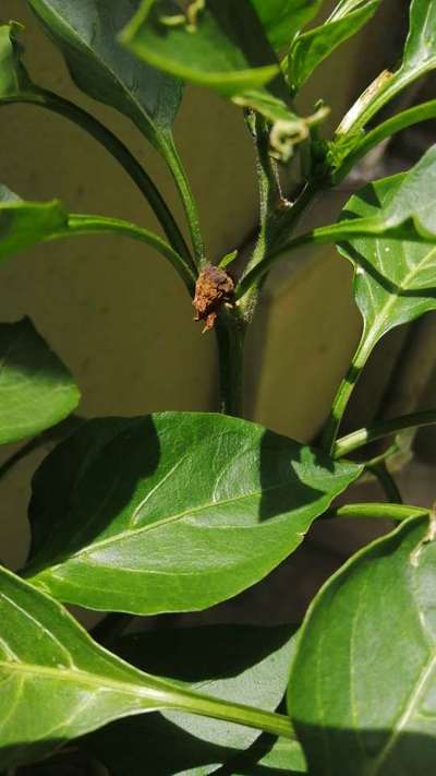 Deficiencia de calcio - Capsicum y chile