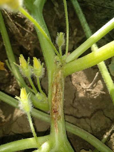 Gummy Stem Blight of Cucurbits - Cucumber