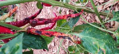 Bacterial Spot of Pepper - Capsicum & Chilli