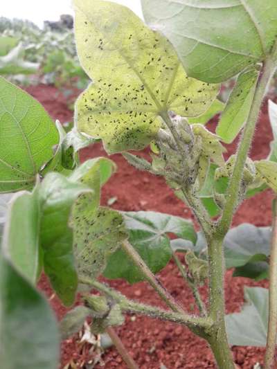 Aphids - Cotton