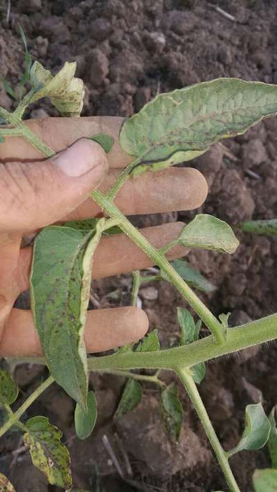 Septoria Leaf Spot - Tomato