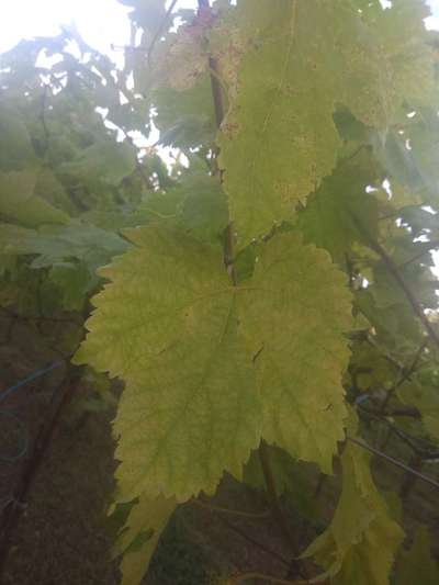 Downy Mildew of Grape - Grape