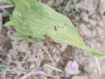 Spotted Maize Beetle - Maize