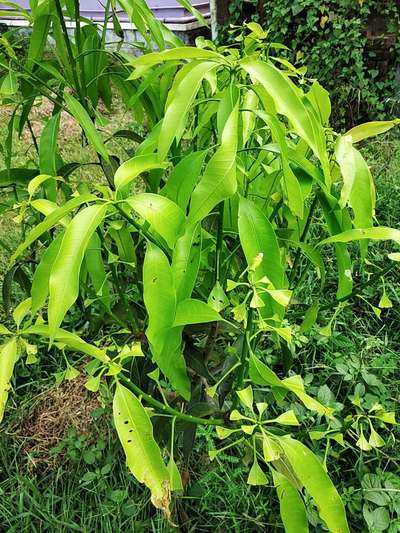 Mango Nut Weevil - Mango