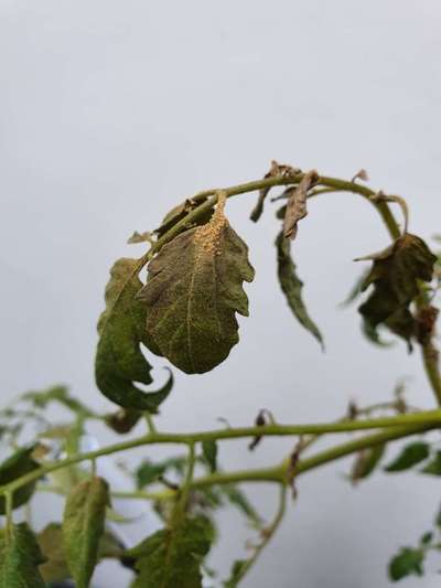 Powdery Mildew - Tomato