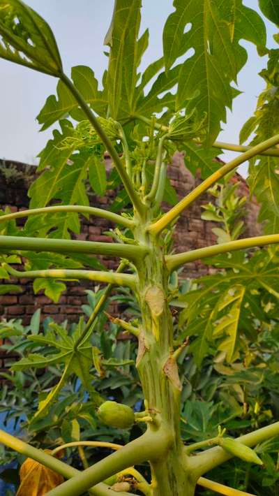 Ring Spot Virus - Papaya