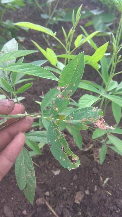 Cercospora Leaf Spot of Legumes - Pigeon Pea & Red Gram