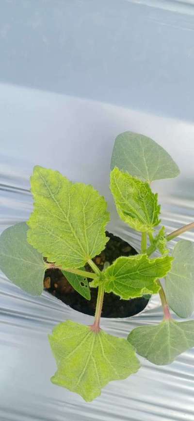 Nitrogen Deficiency - Okra