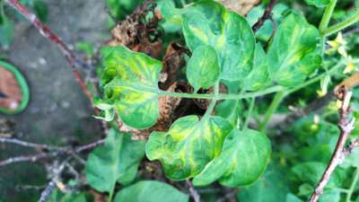 Early Blight - Tomato