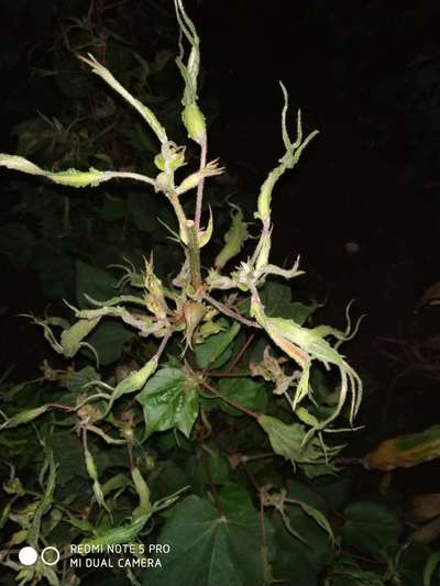 Herbicide Growth Damage - Cotton