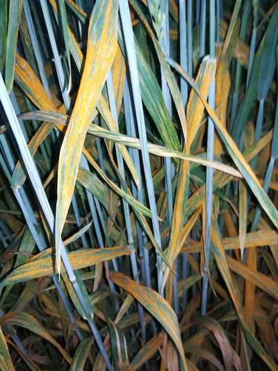 Wheat Leaf Rust - Wheat