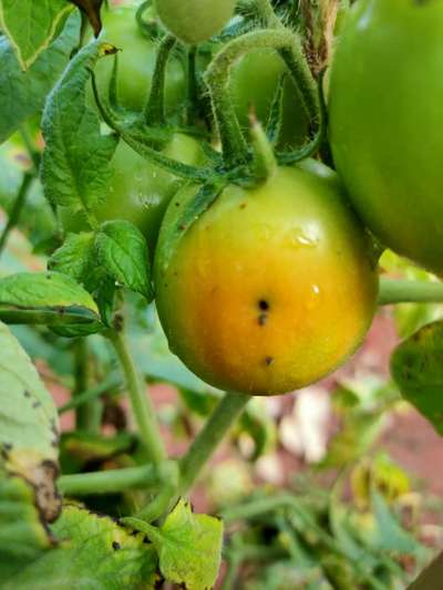 ಪೊಟ್ಯಾಸಿಯಮ್  ಕೊರತೆ - ಟೊಮೆಟೊ