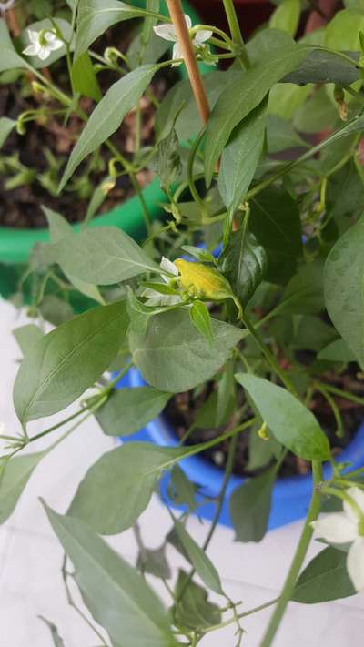 Spider Mites - Capsicum & Chilli