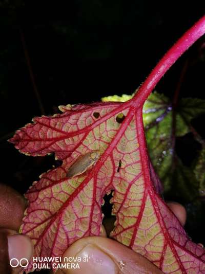 Short horned Grasshopper and Locust - Okra