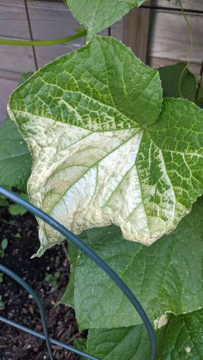 cucumber plant leaves