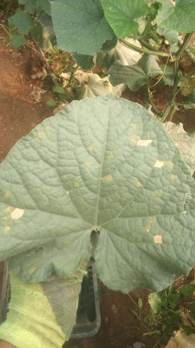 Downy Mildew of Cucurbits - الخيار