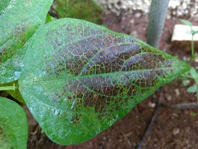 Queima por Fertilizantes ou Pesticidas - Feijão