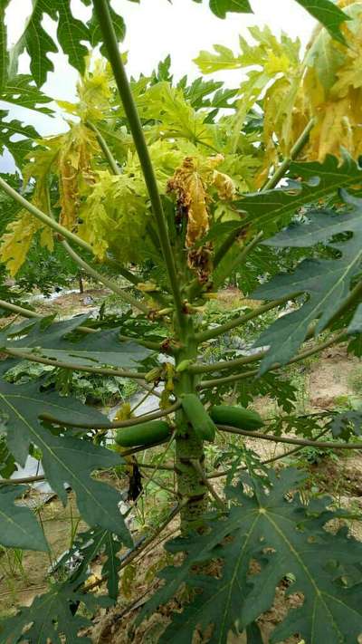 Iron Deficiency - Papaya