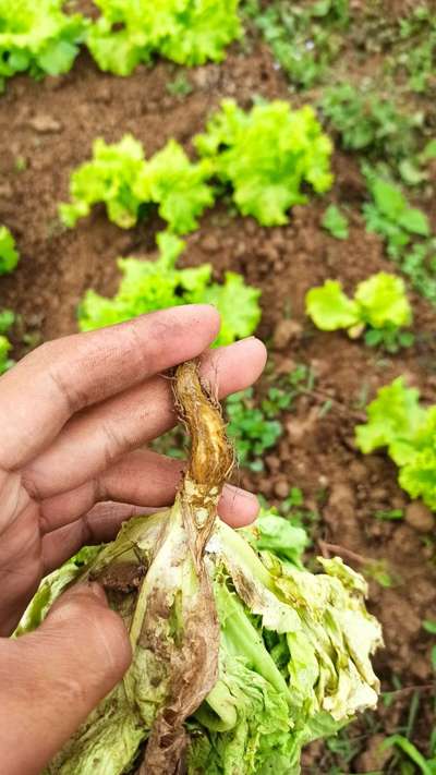 Botrytis Blight in Lettuce - Lettuce