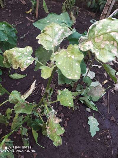 Herbicide Burn - Brinjal