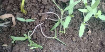 Damping-Off of Seedlings - Tomato