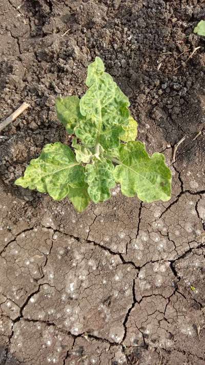 Tobacco Mosaic Virus - Brinjal