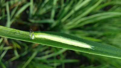 Greenhorned Caterpillars - Rice