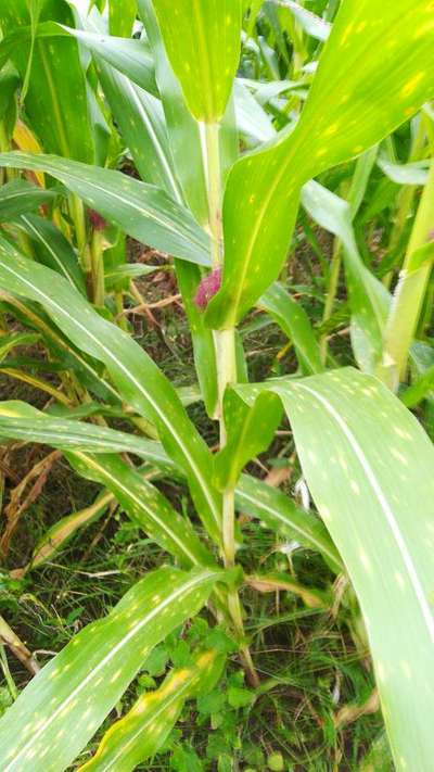 Eyespot of Maize - Maize