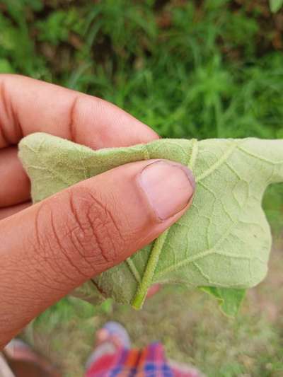 সাধারন লাল মাকড় - বেগুন