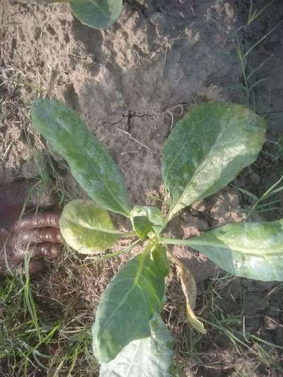 Spider Mites - Cauliflower