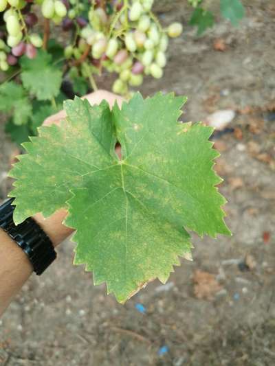 Downy Mildew of Grape - Grape