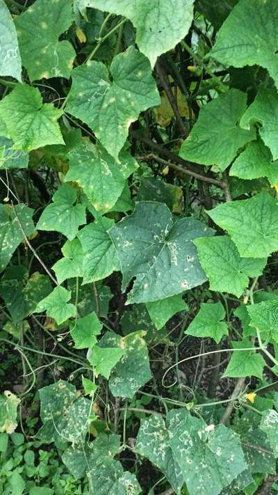 Flea Beetles - Cucumber