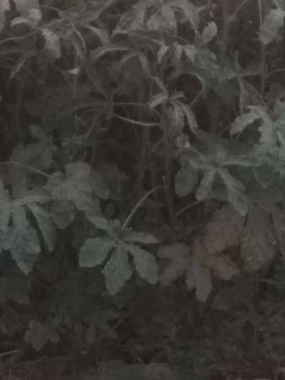 पाउडरी मिल्ड्यू - भिंडी