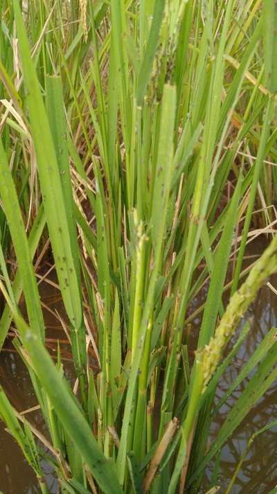 Brown Spot of Rice - Rice