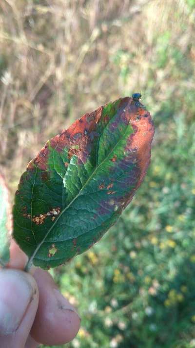 Anthracnose of Apple - Apple