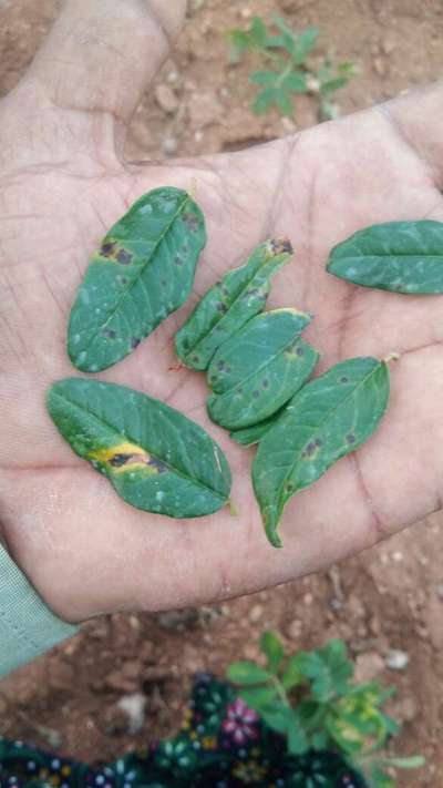 Alternaria Black Spot and Fruit Rot - Pomegranate