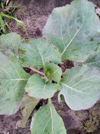 Phosphorus Deficiency - Cabbage