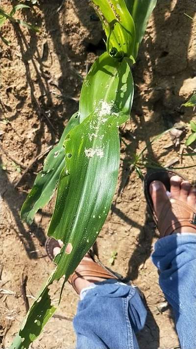 ಓರಿಯಂಟಲ್ ಆರ್ಮಿವರ್ಮ್ - ಹುಲ್ಲುಜೋಳ