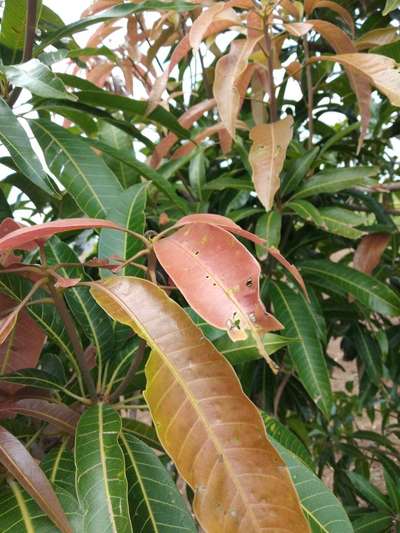 Mango Nut Weevil - Mango