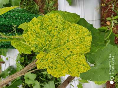 Mungbean Yellow Mosaic Virus - Melon