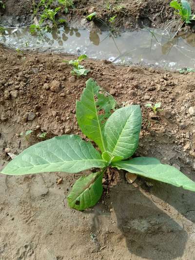 Flea Beetles - Cabbage