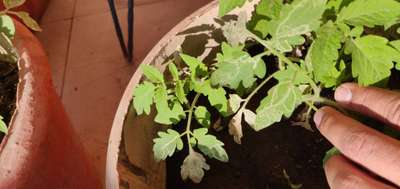 Leaf Miner Flies - Tomato