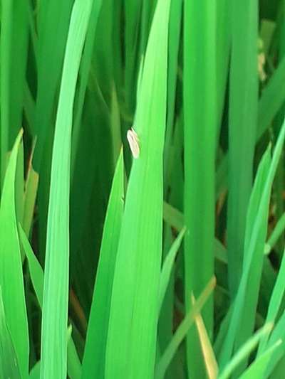 Mealybug - Rice