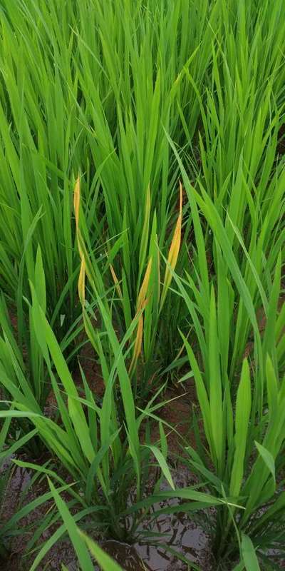 Rice Yellow Mottle Virus - Rice