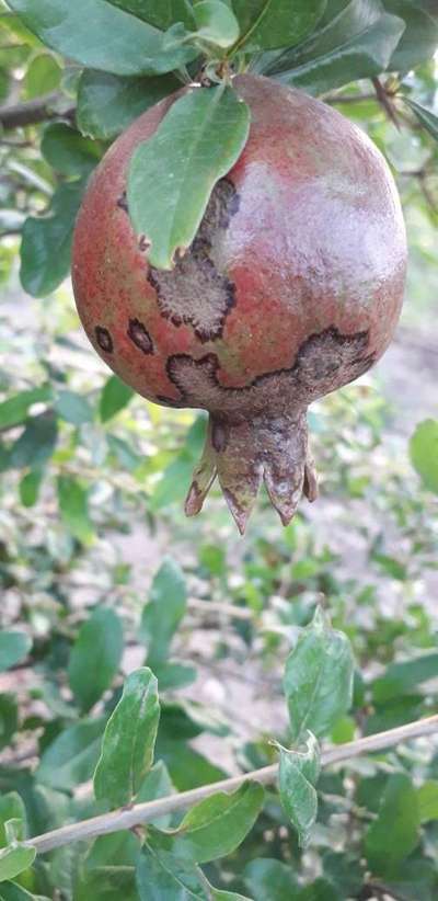 Anthracnose of Pomegranate - Pomegranate