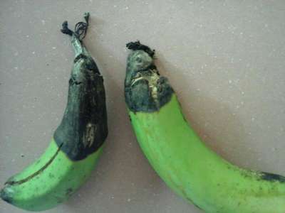 Cigar End Rot - Banana